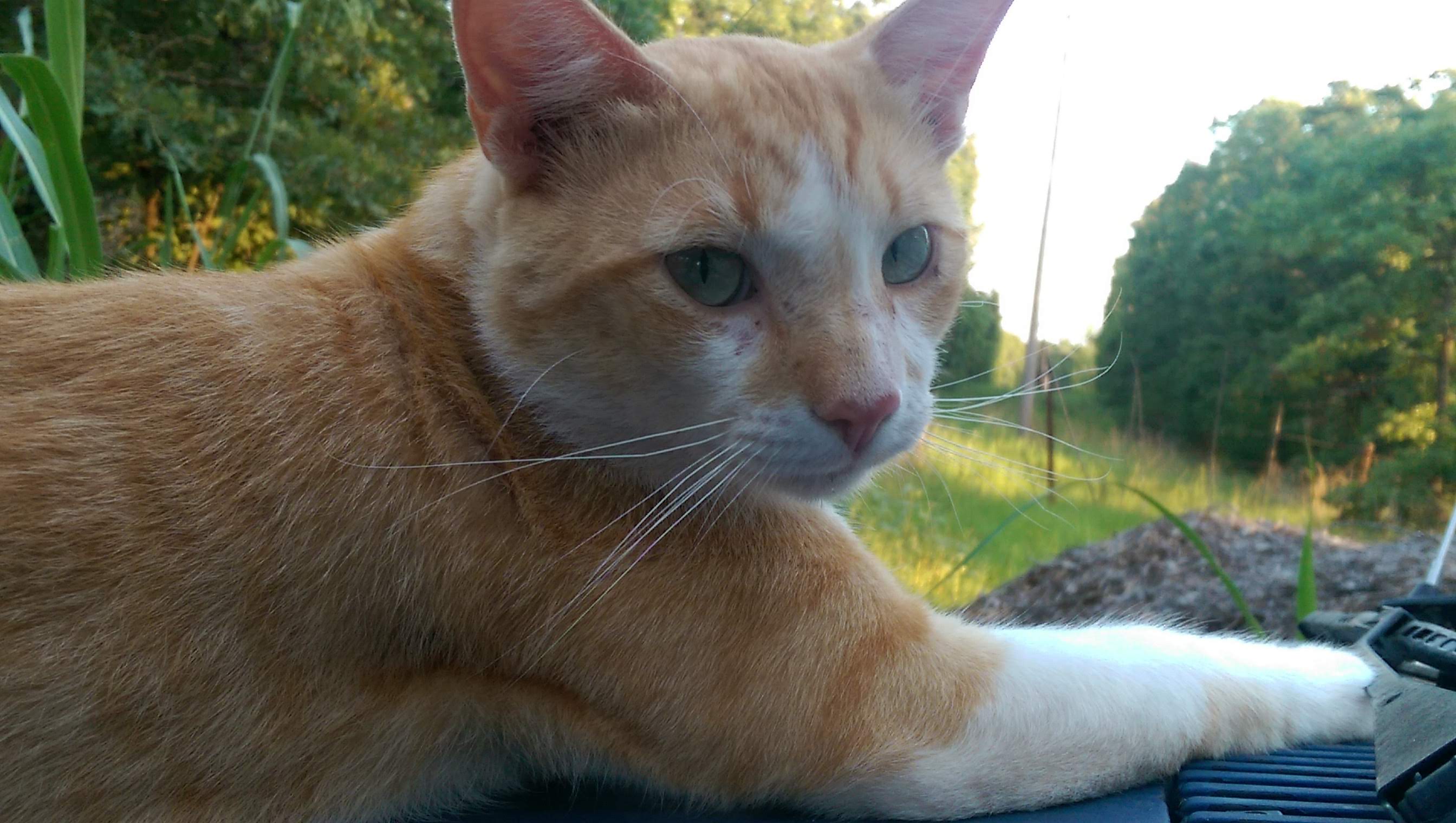 Memorial Page for Sunshine