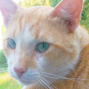 Cat Image Placeholder