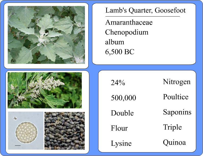 Lamb's Quarter - Chenopodium album