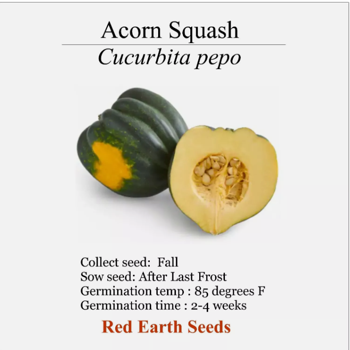 Acorn Squash - 20 seeds - Cucurbita pepo