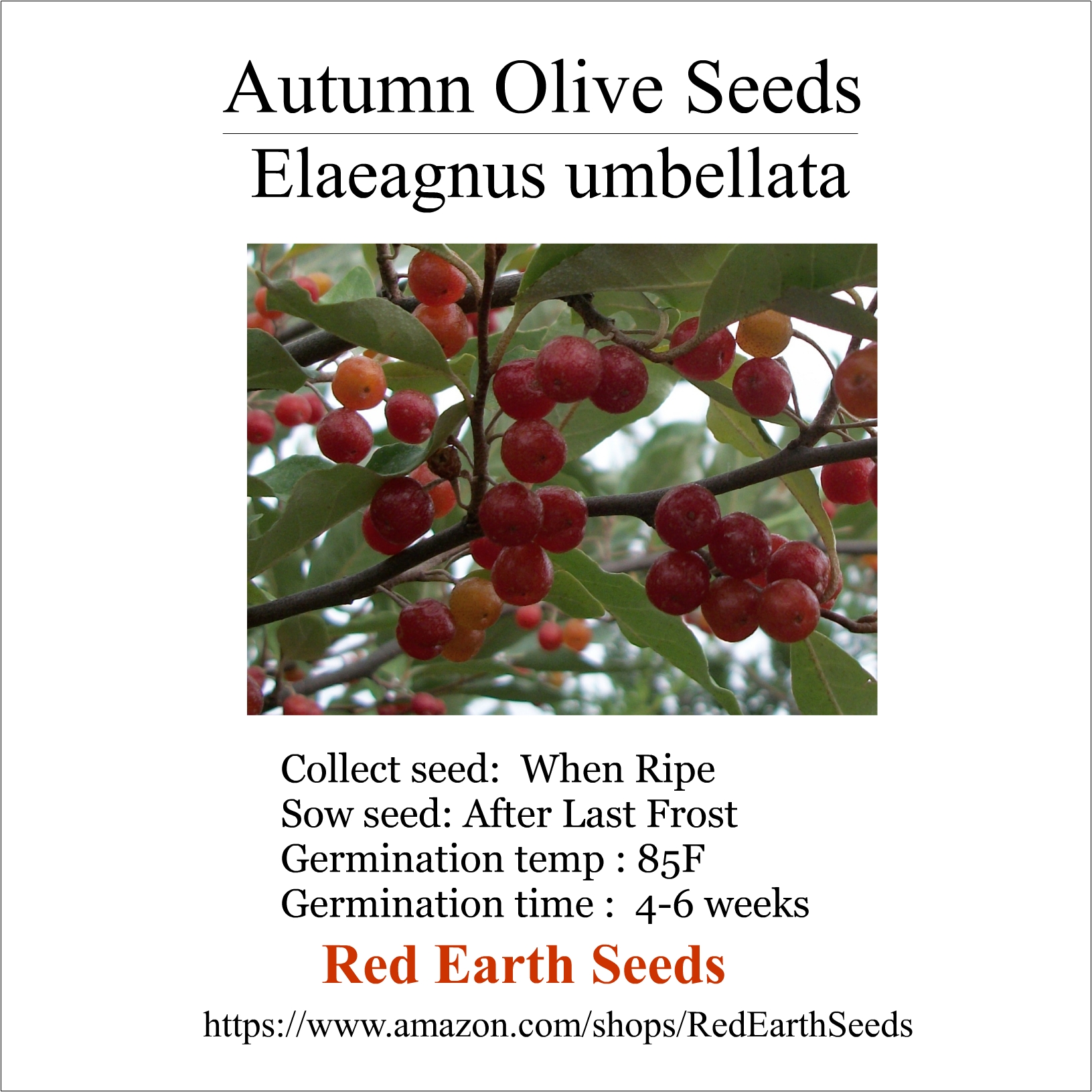 Autumn Olive Seeds