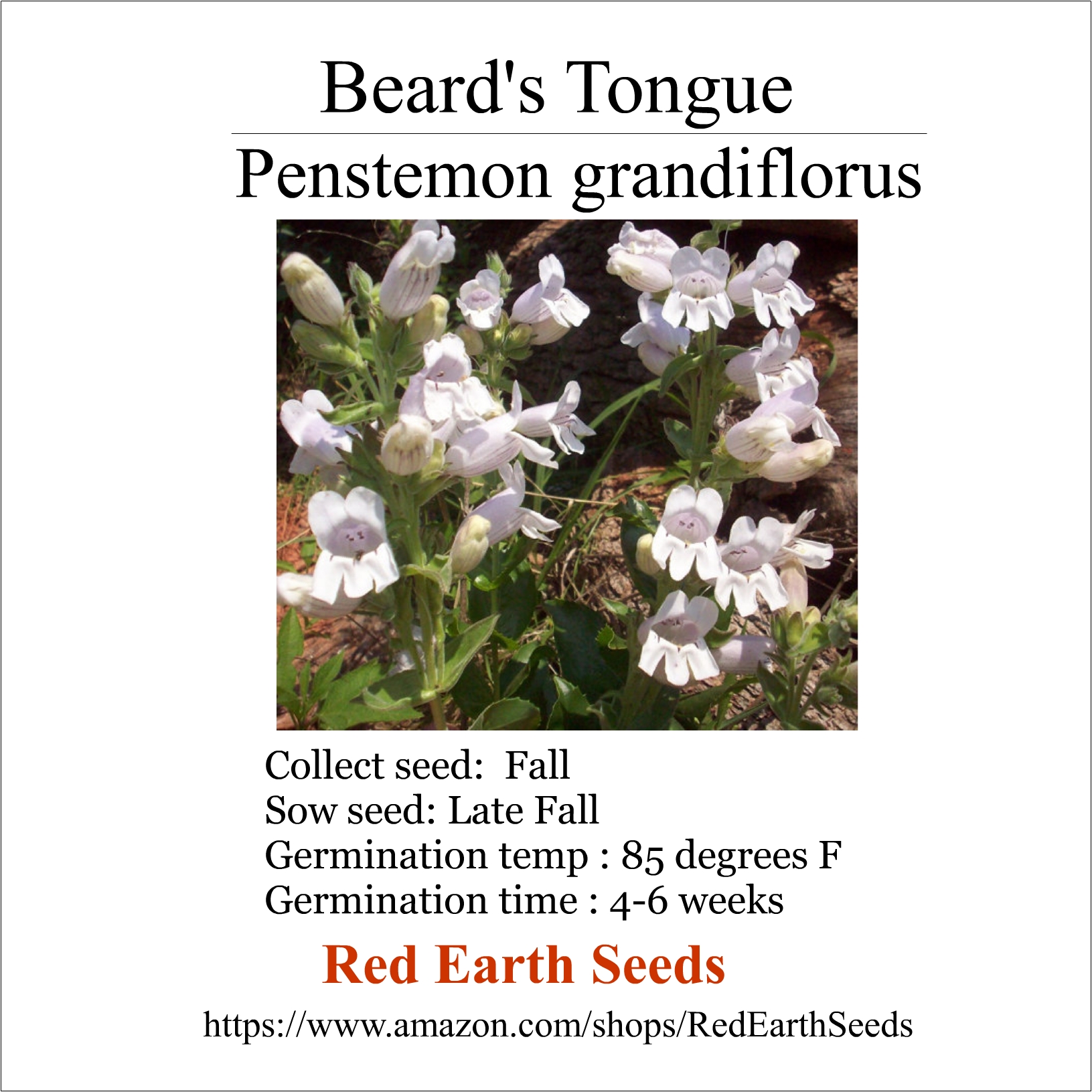 Beard's Tongue - 200 seeds - Penstemon grandiflorus