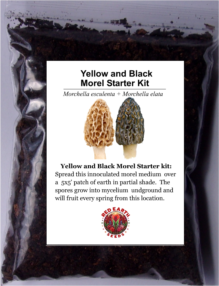 Black and Yellow Morel Starter Kit