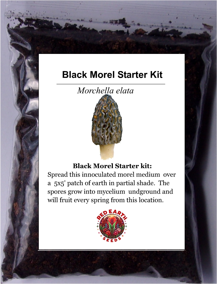 Black Morel - Morchella elata - Starter Kit