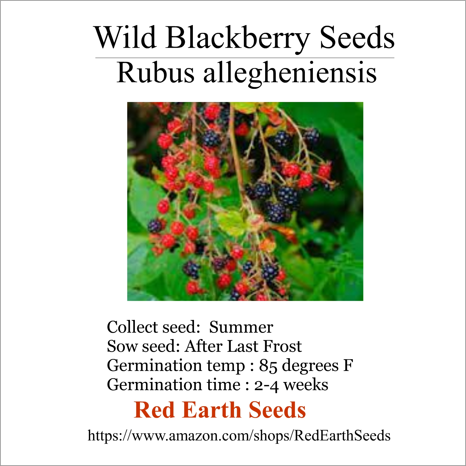 Wild BlackBerry - 20 seeds - Rubus allegheniensis