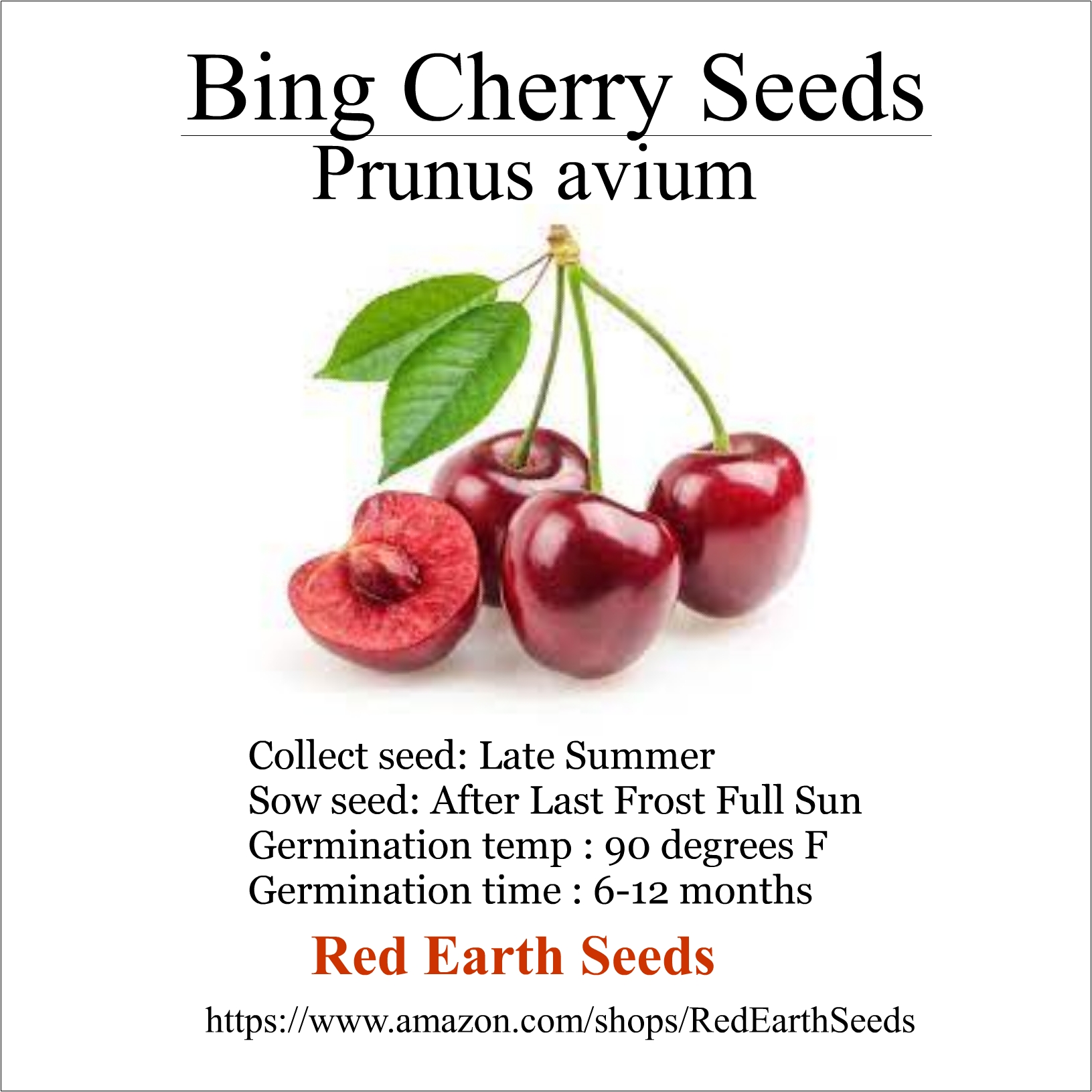 Sweet Dark Bing Cherry - 5 Seeds - Prunus avium