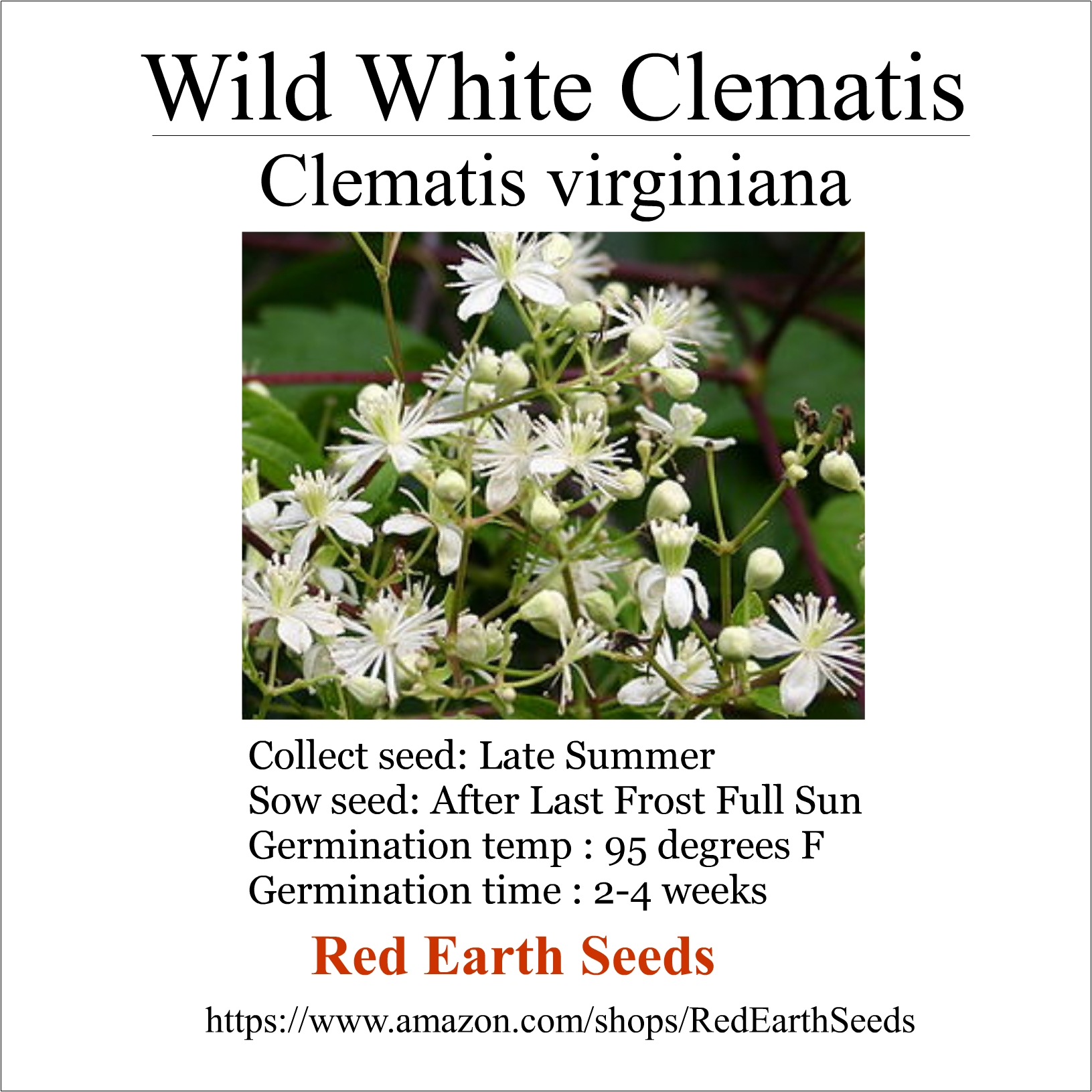 Wild Clematis - 20 seeds - Clematis virginiana