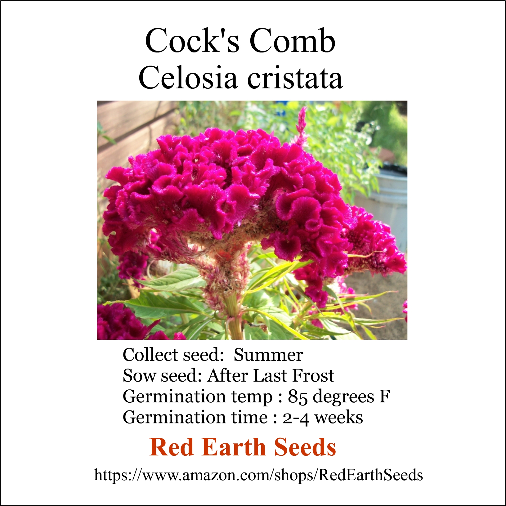 Cock's Comb - 100 seeds - Celosia cristata