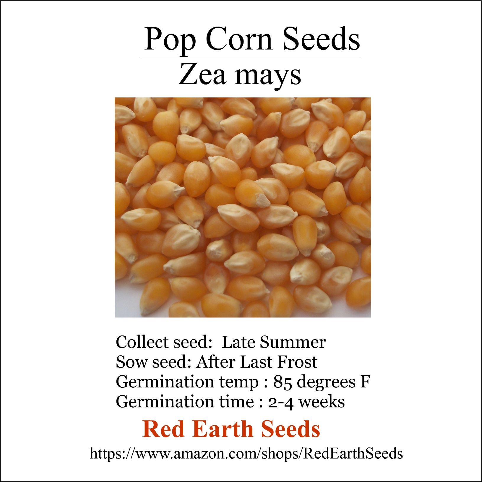 Pop Corn - 20 kernels - Zea mays evertata