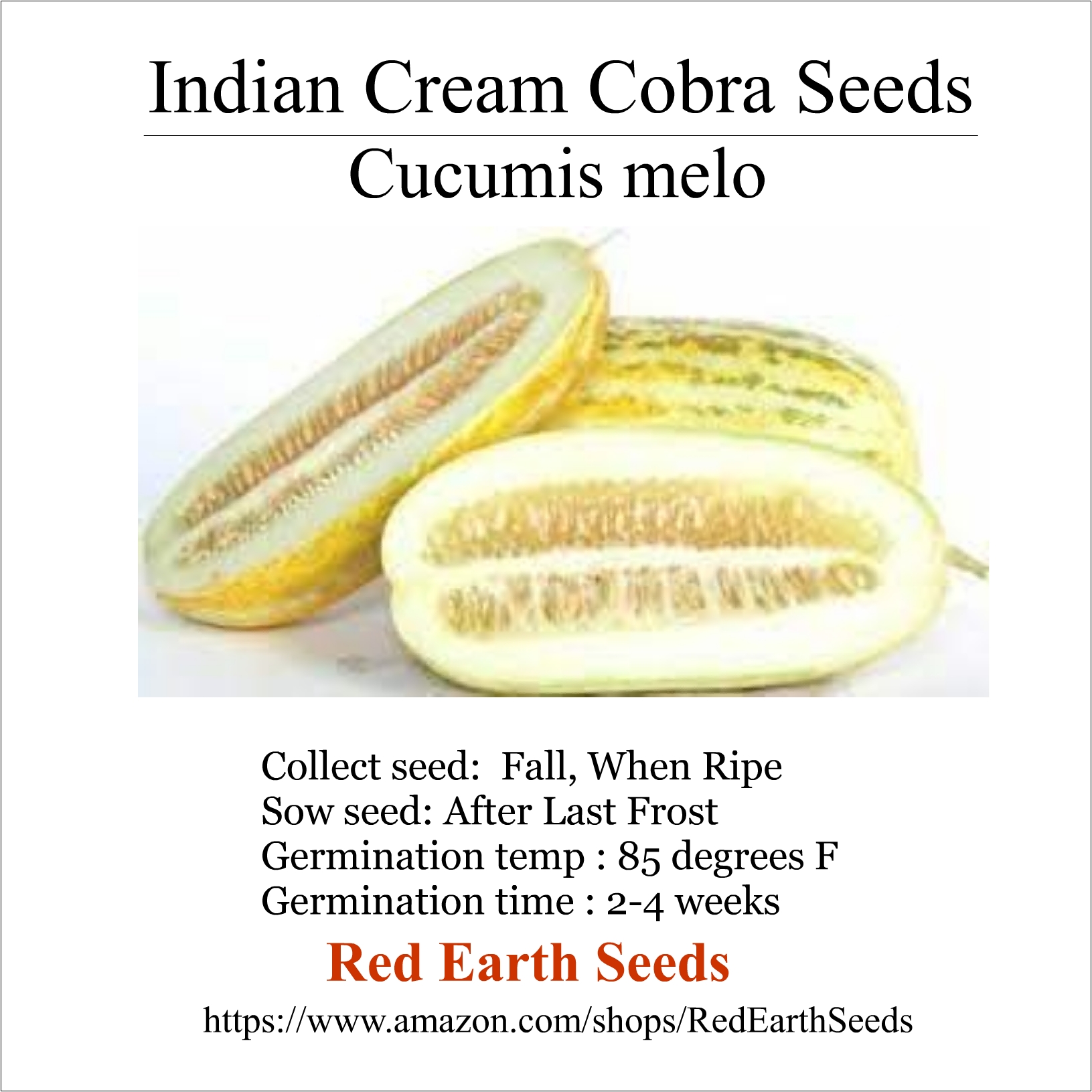 Indian Cream Cobra - 20 seeds - Cucumis melo