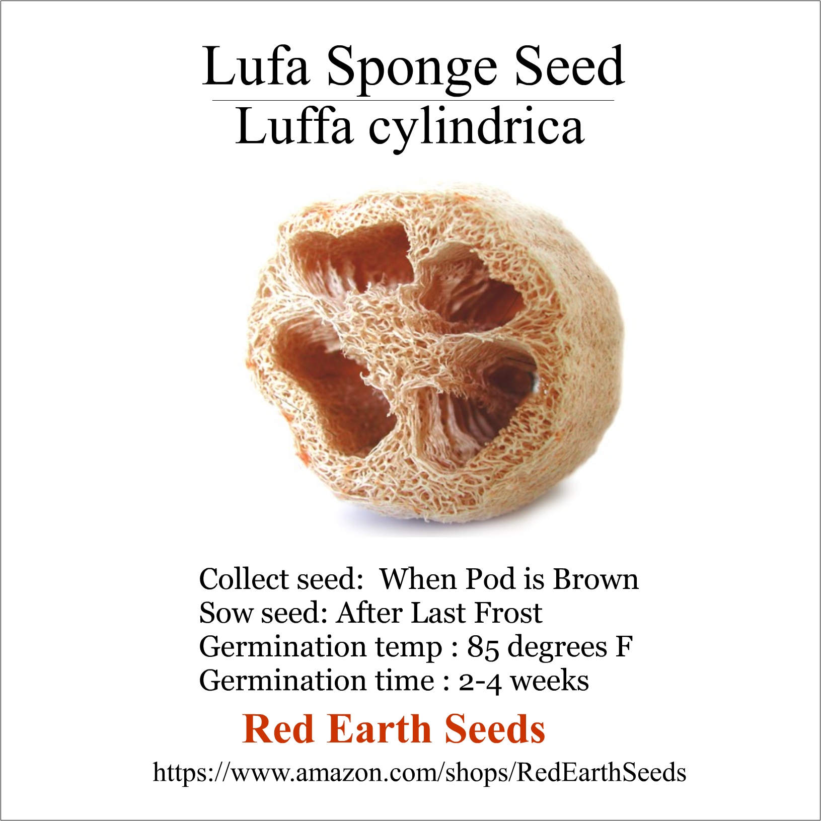 Lufa Sponge - 20 seeds - Luffa cylindrica