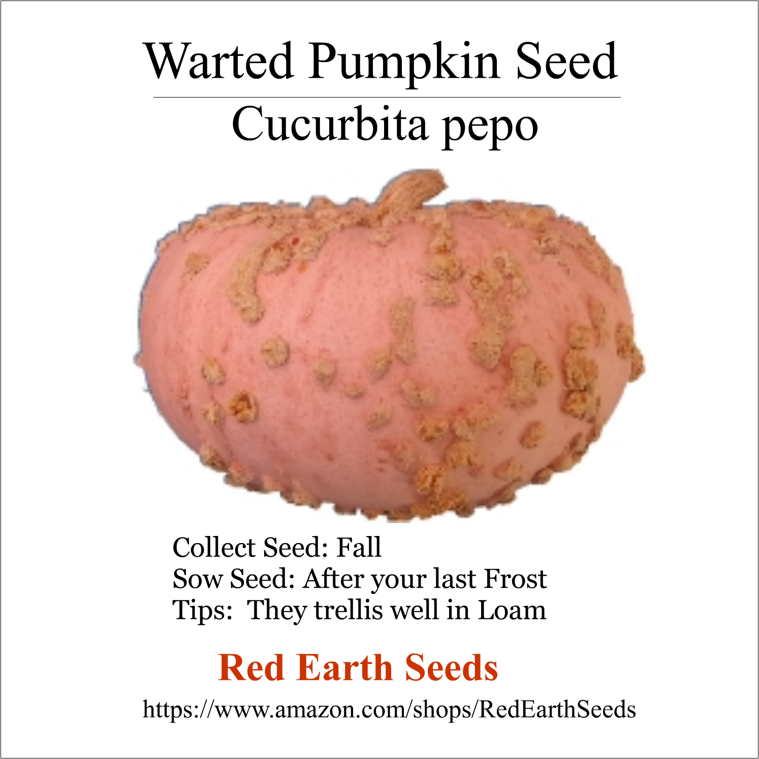 Cucurbita Pepo - 10 seeds - Warty Pumpkin