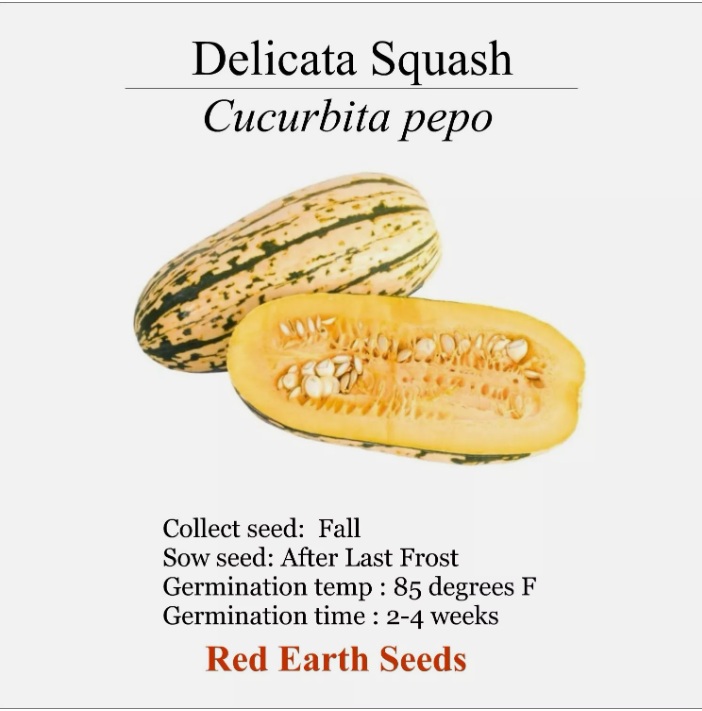 Delicata Squash -20 seeds- Cucurbita pepo