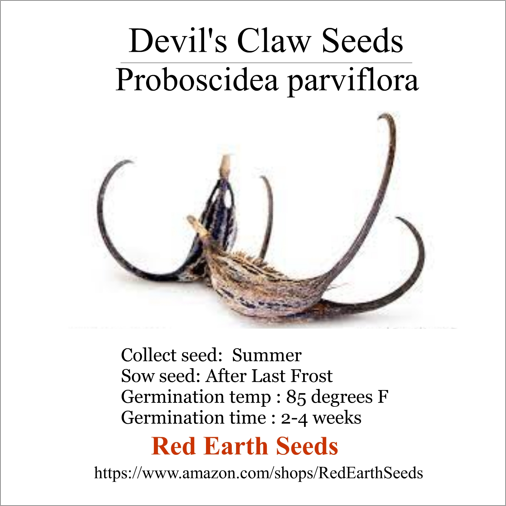 Devil's Claw - 10 seeds - Proboscidea parviflora