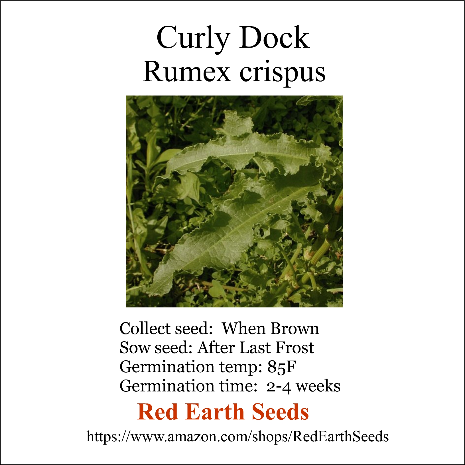 Curly Dock - 300 seeds - Rumex crispus