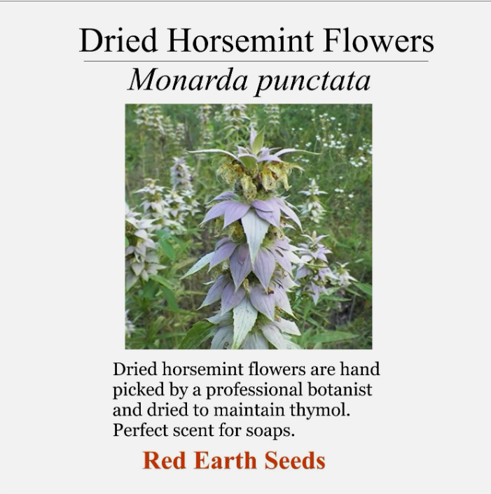 Dried Horsemint Flower Heads - Monarda punctata