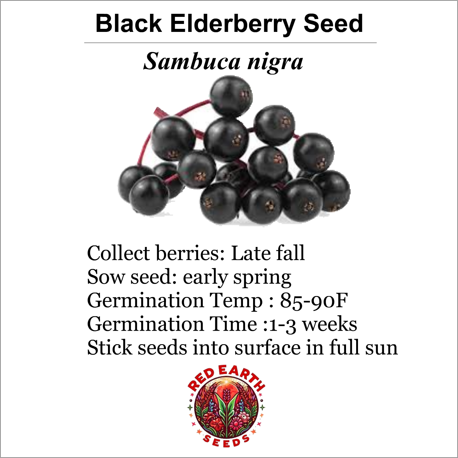 Black Elderberry Seeds