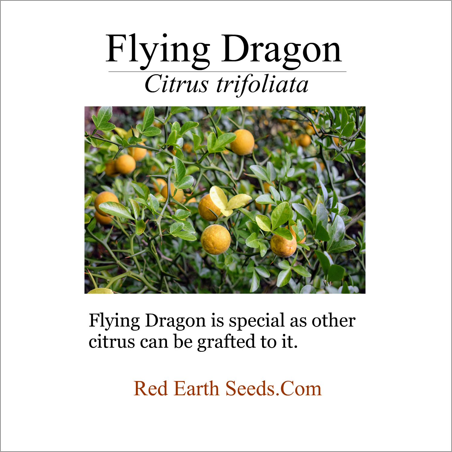 Flying Dragon