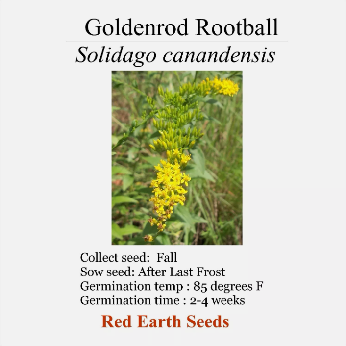 Goldenrod - Live Rootball - Solidago canandensism