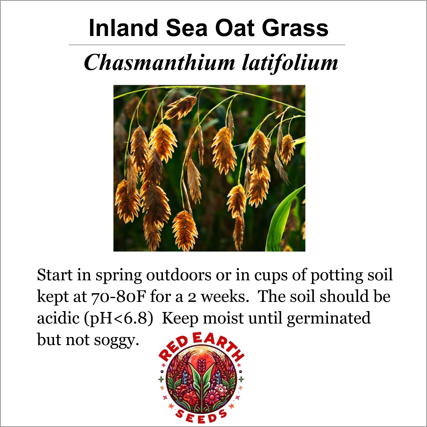 Inland Sea Oats Grass - 200 seeds - Chasmanthium latifolium