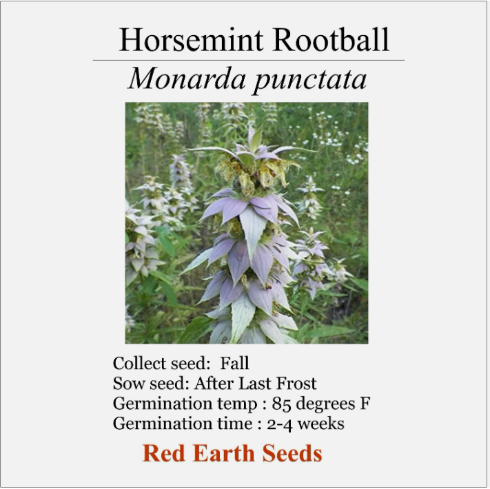 Horsemint - Live Rootball - Monarda punctata