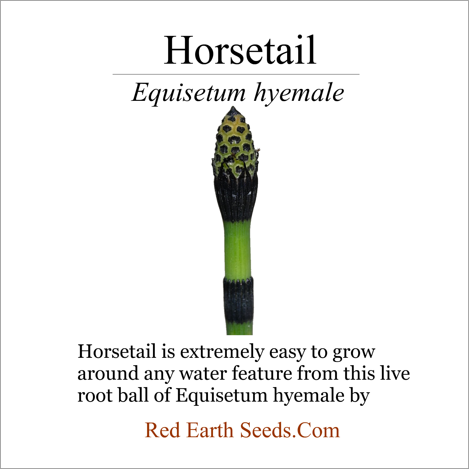 Horsetail Live Root - Equisetum_hyemale