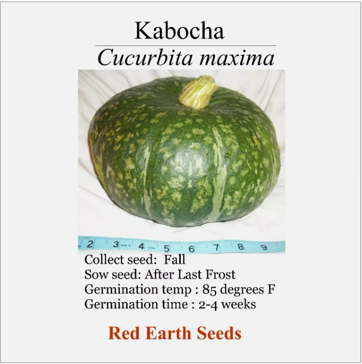 Kabocha Winter Squash - 20 seeds - Cucurbita maxima