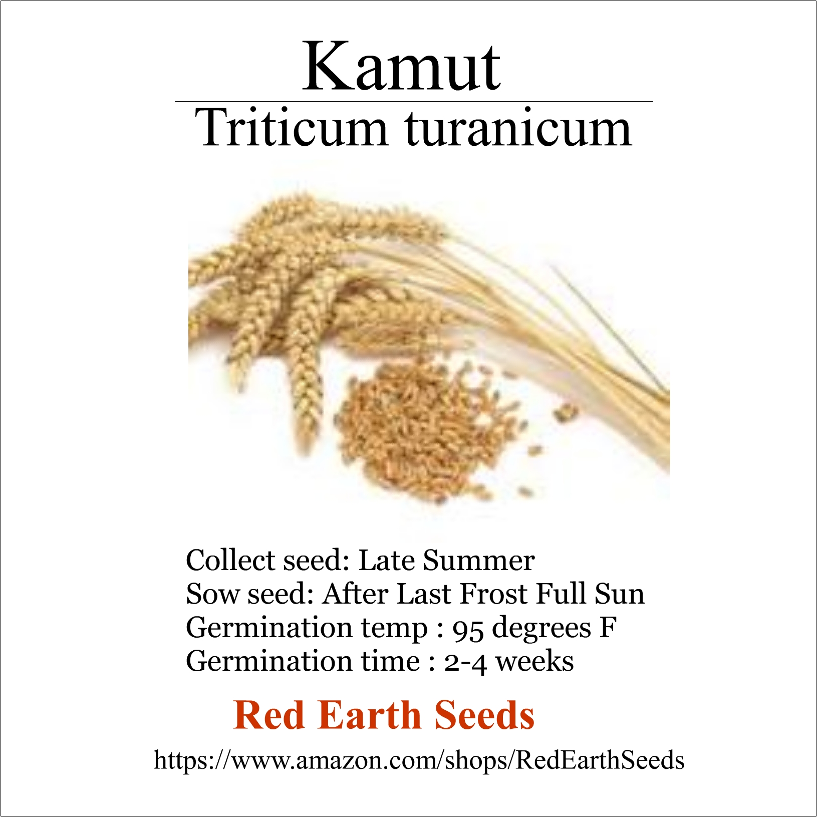 Kamut - 50 seeds - Triticum turanicum