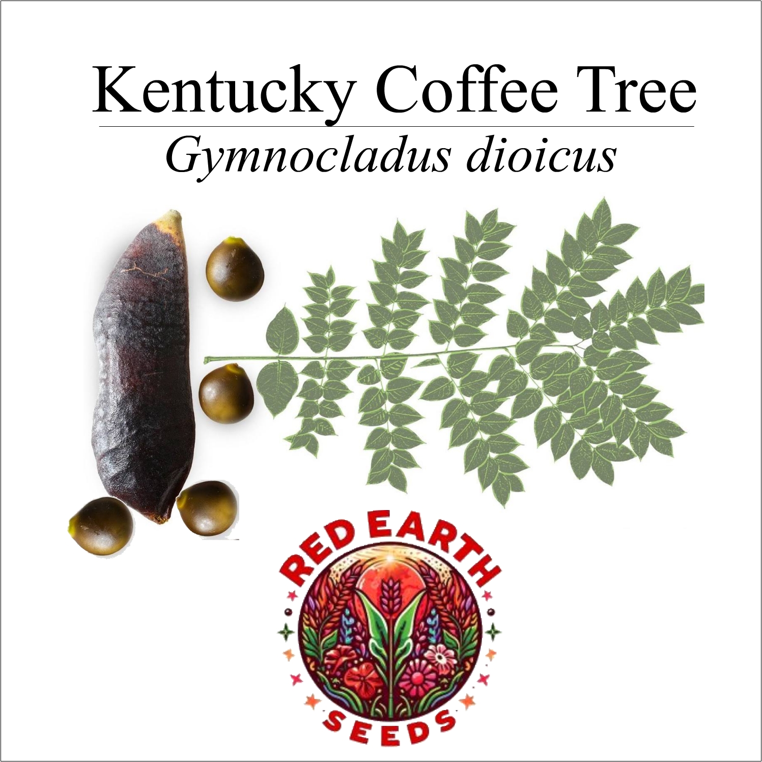 Kentucky Coffee Tree - 5 seeds - Gymnocladus dioicus