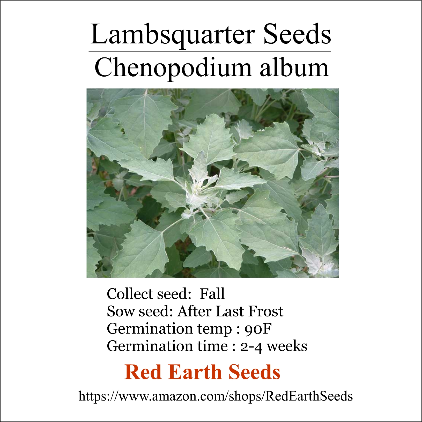 500 seeds Lambsquarter