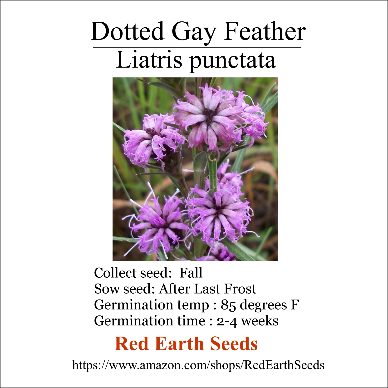 Dotted Gay Feather - 40 seeds - Liatris punctata