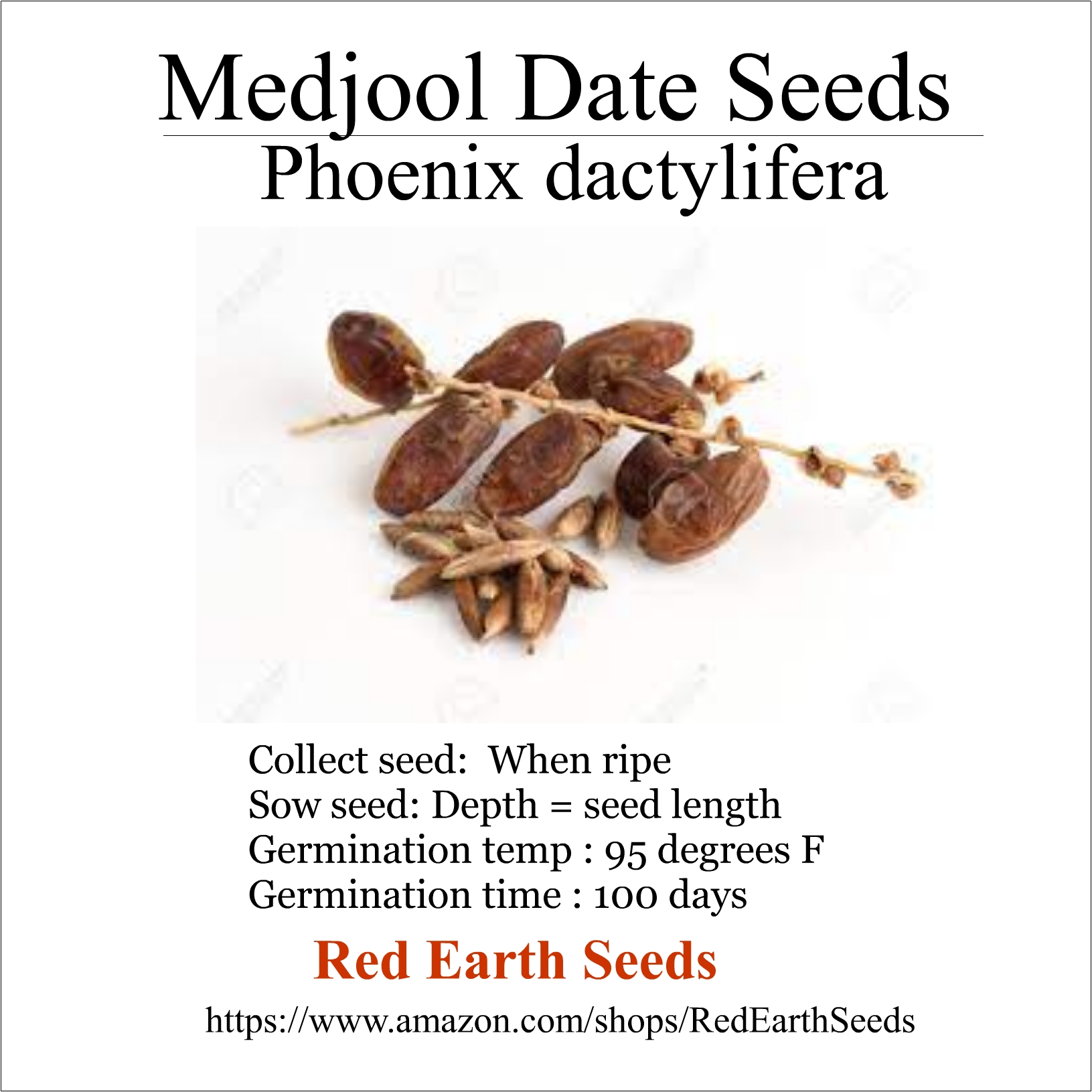 Medjool Date - 5 Seeds - Phoenix dactylifera