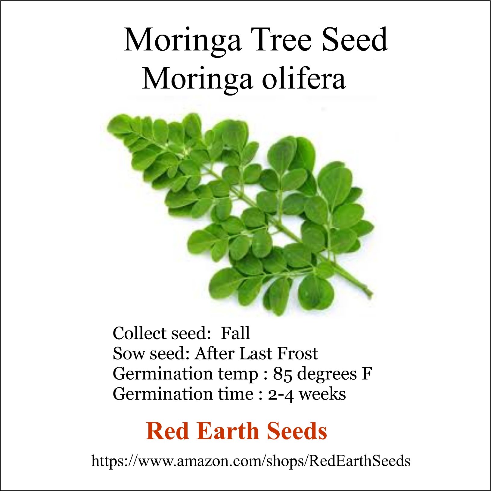 Moringa Tree - 10 seeds - Moringa olifera