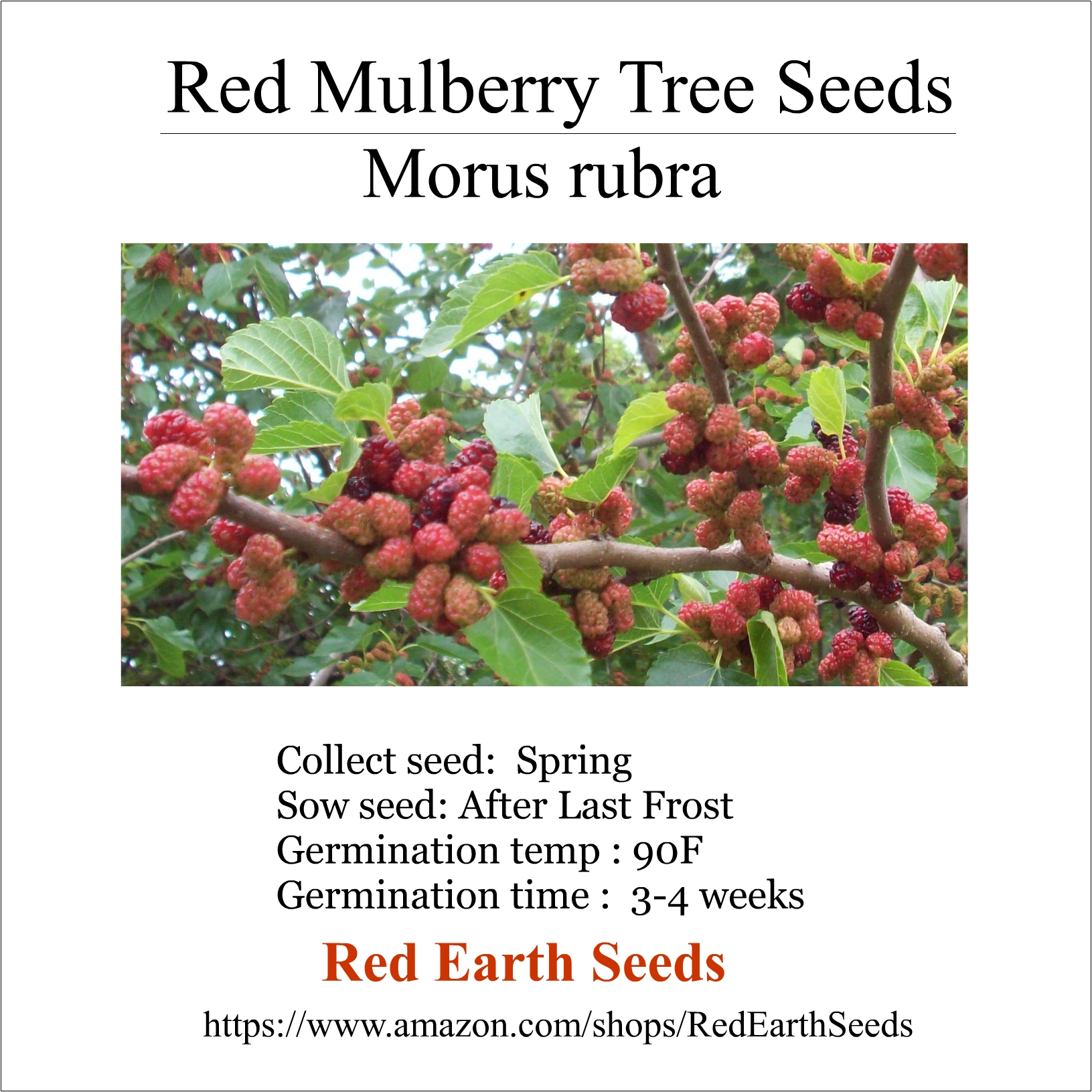 Red Mulberry - 100 seeds - Morus rubra
        