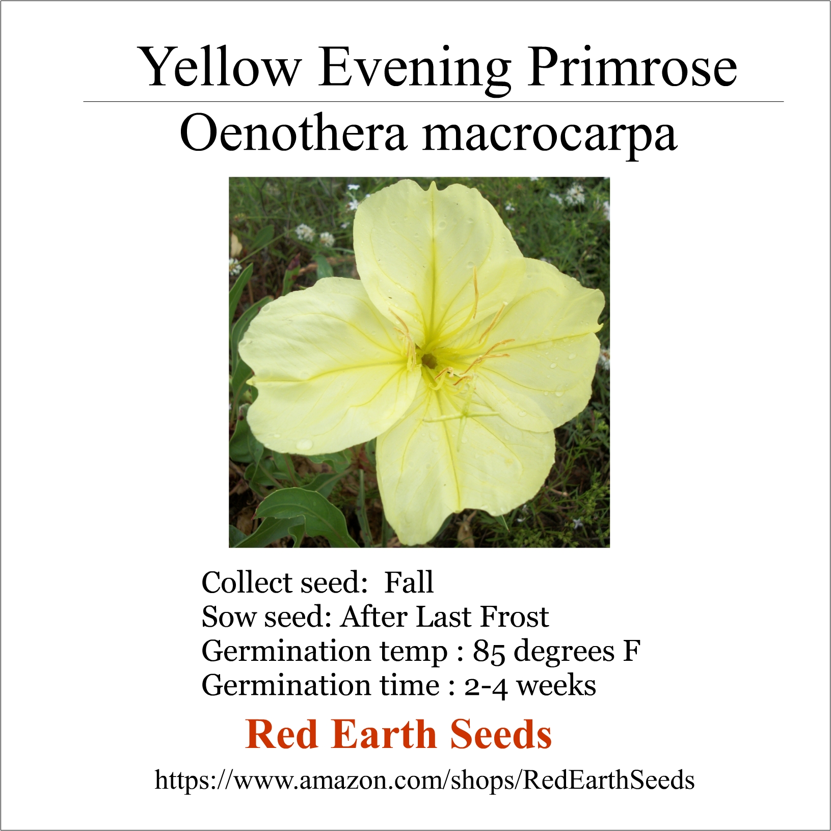 Large Evening Primrose - 20 seeds - Oenothera macrocarpa