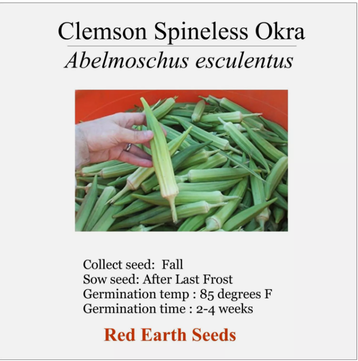 Clemson Spinless Okra - 20 seeds - Abelmoschus esculentus