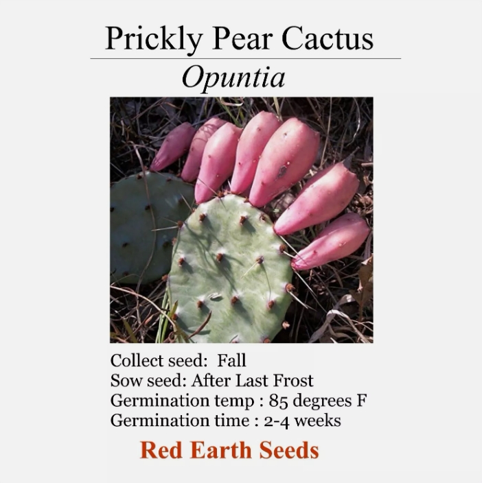 Prickly Pear Cactus - 20 seeds - Opuntia Small Pad Yellow Flower