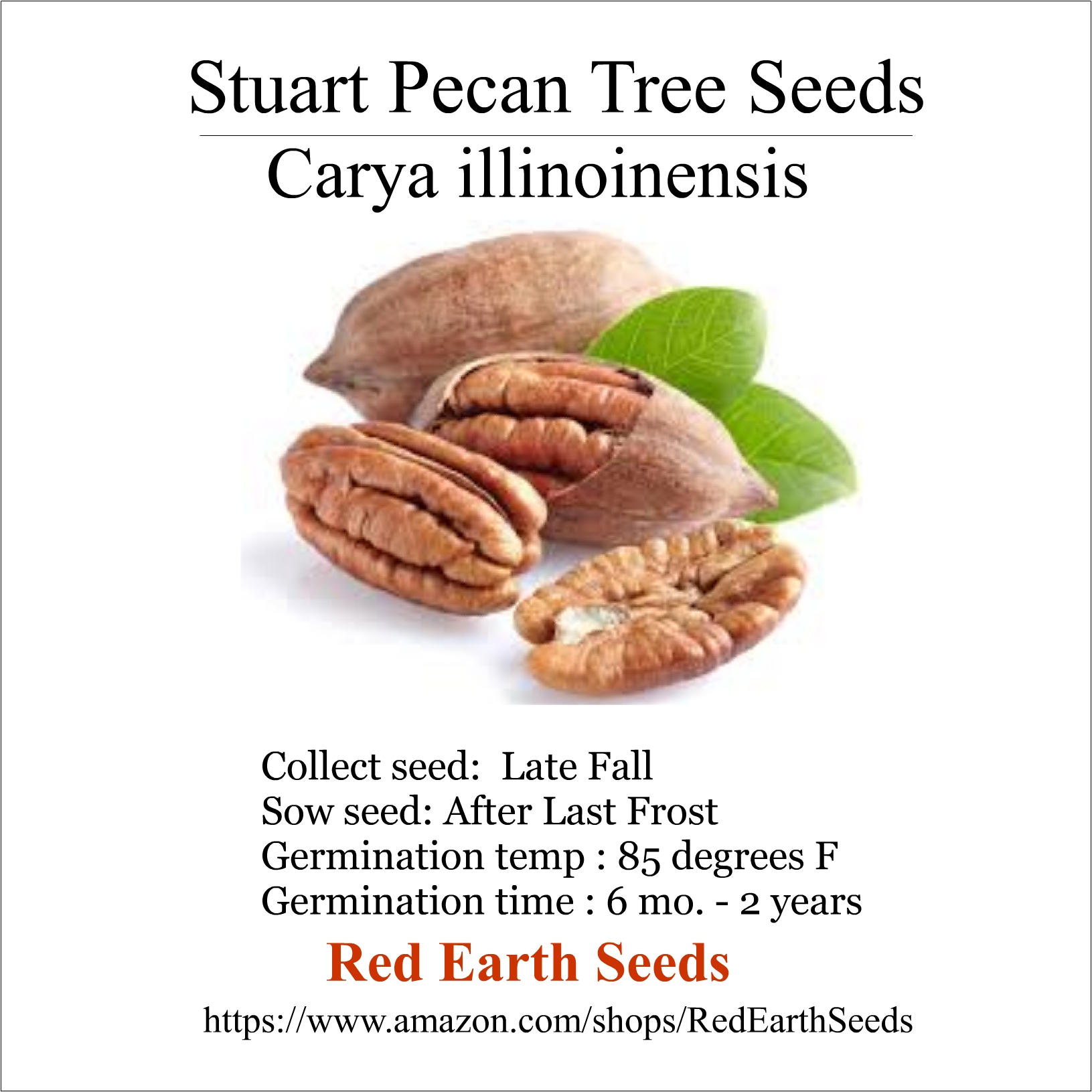 Stuart Variety Pecan - 10 Seeds - Carya illinoinensis