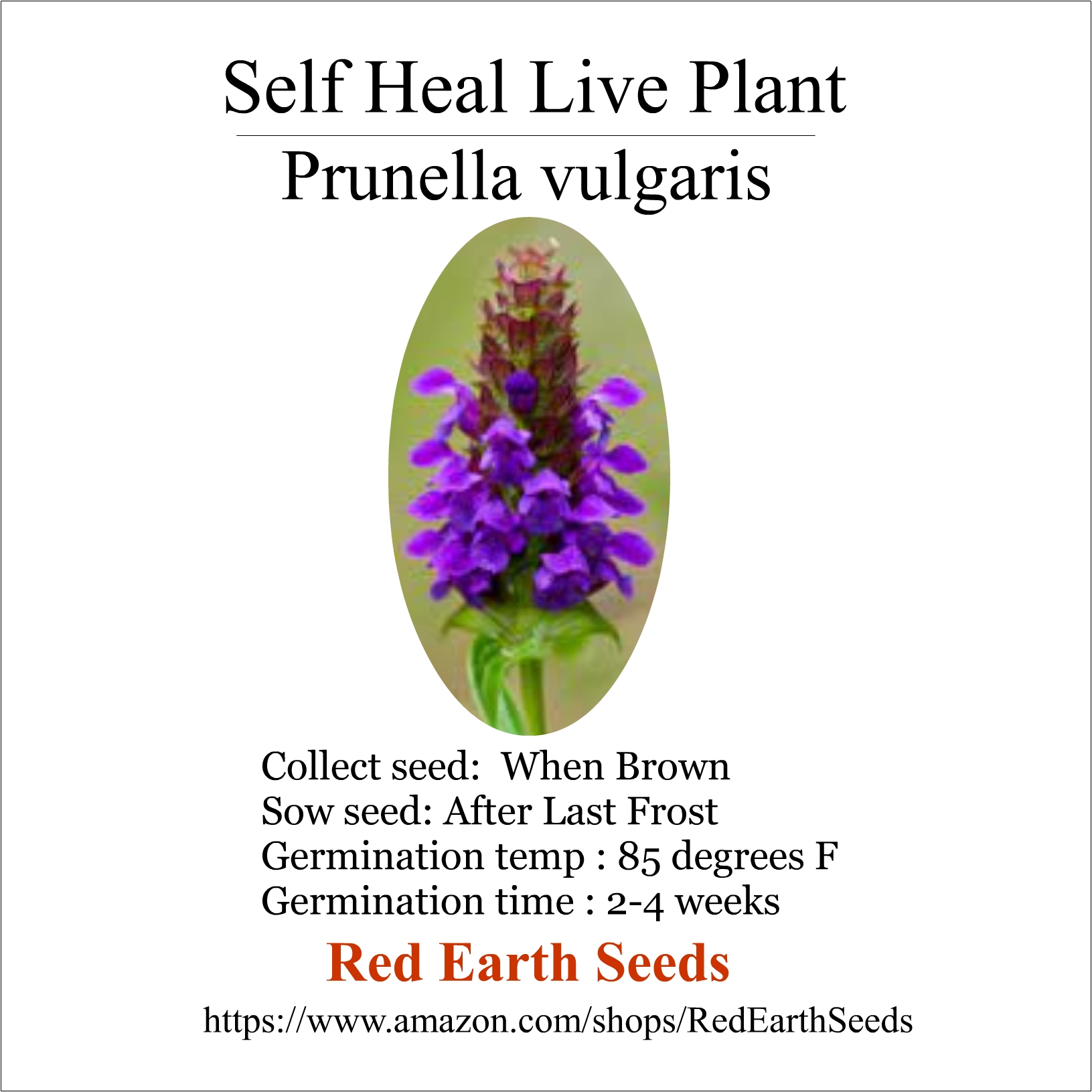 Self Heal - Live Rootball - Prunella vulgaris