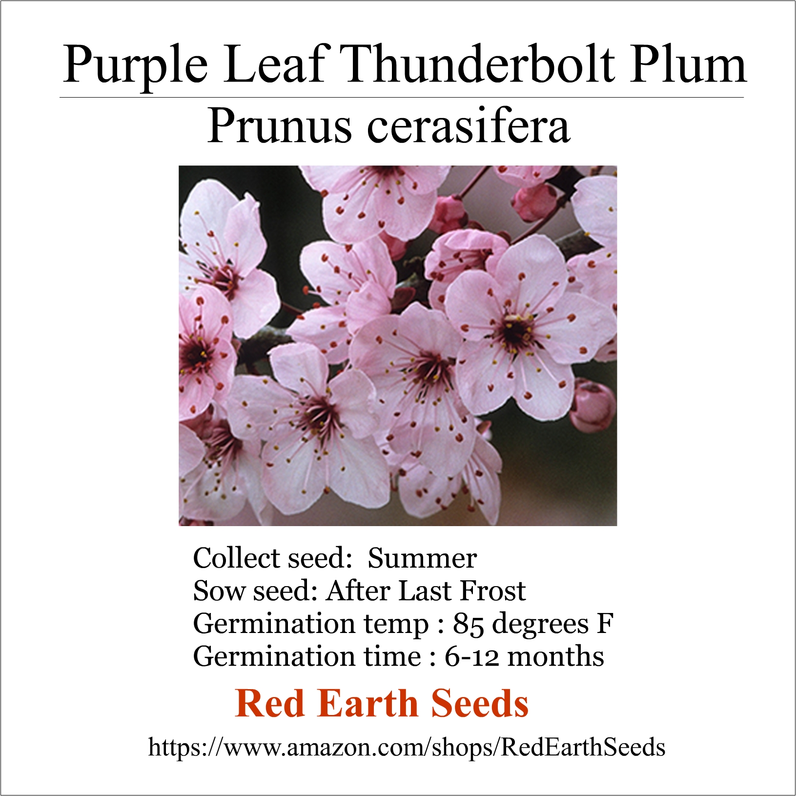 Purple Leaf Thunderbolt Plum - 5 seeds - Prunus cerasifera