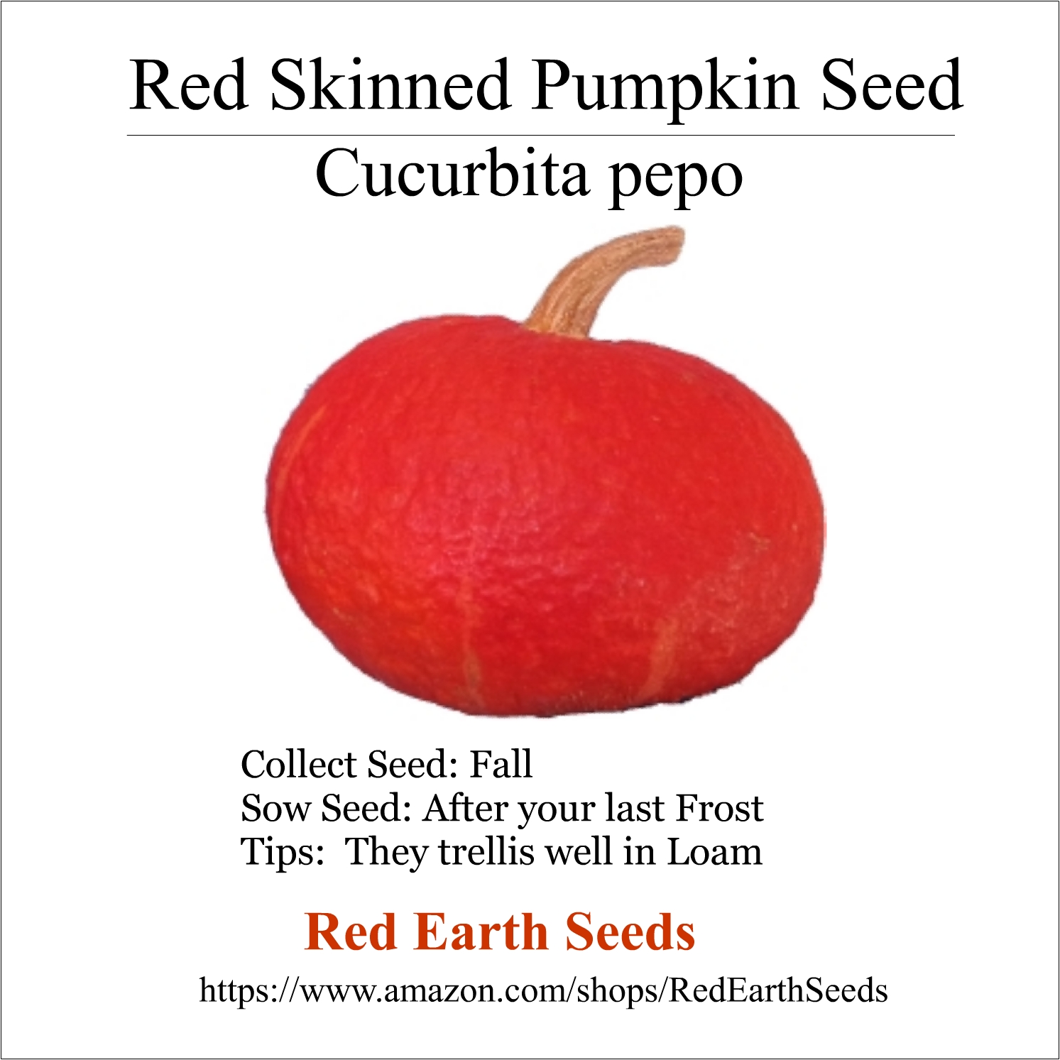 Cucurbita Pepo - 10 seeds - Red Skinned Pumpkin