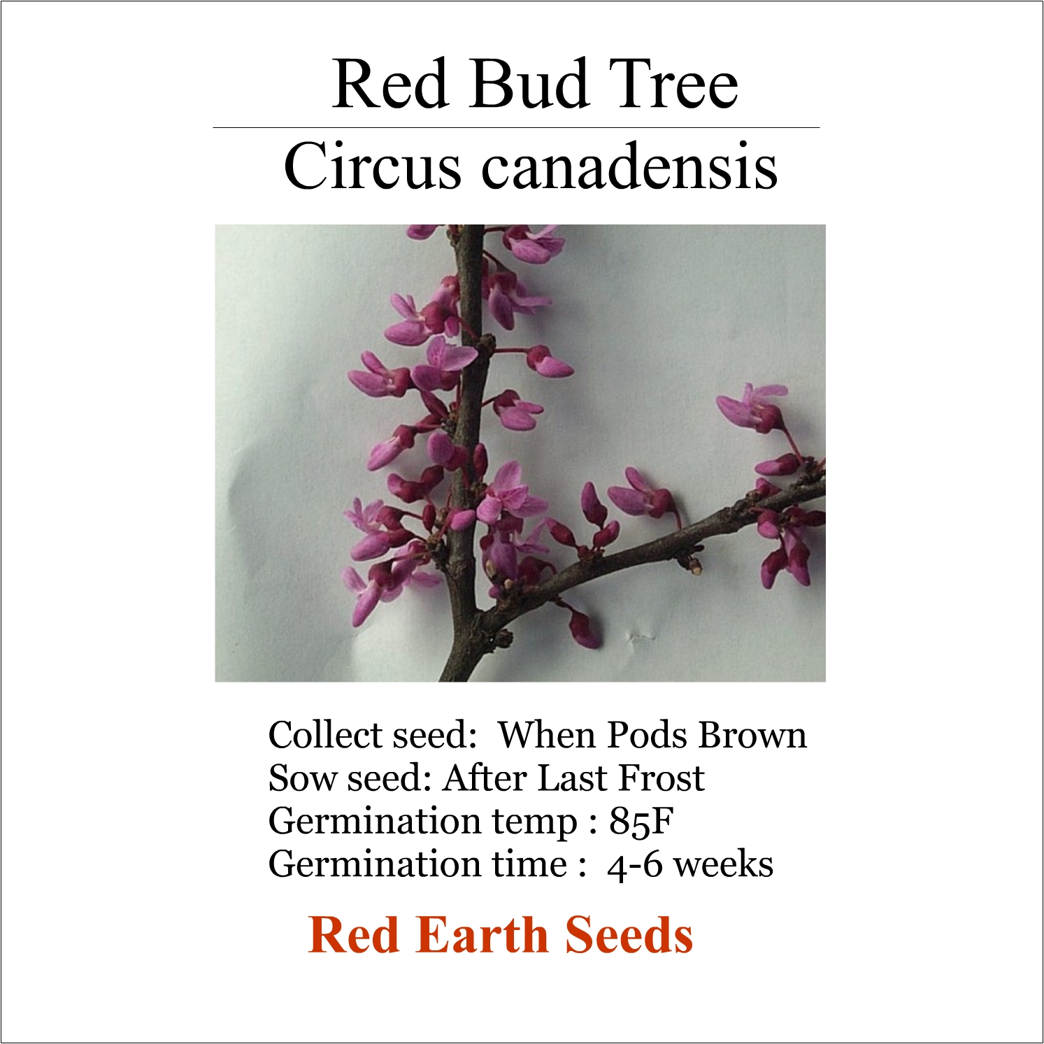 Red Bud Tree - 20 seeds - Circus canadensis