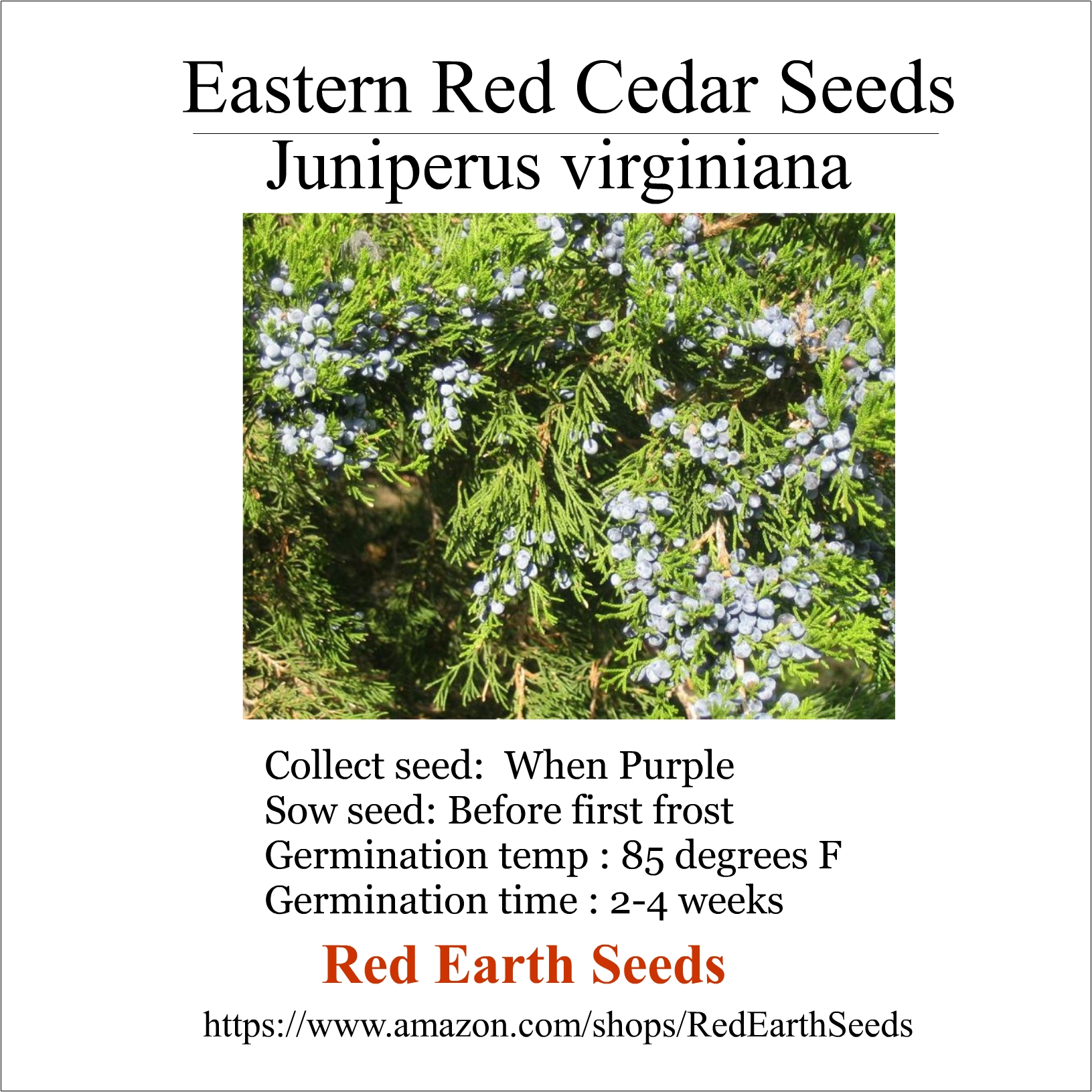 Cedar Berries - 20g - Juniperus virginiana