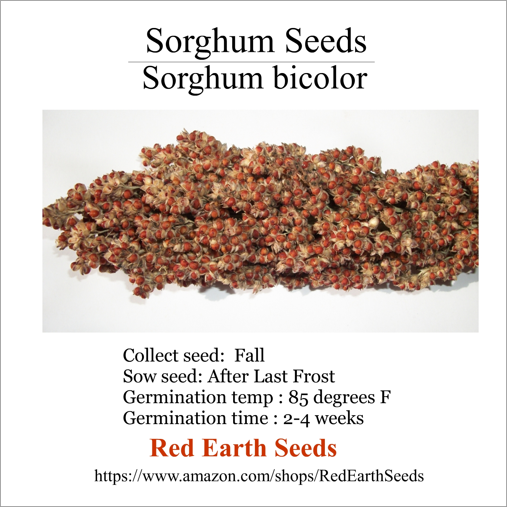 Sorghum bicolor