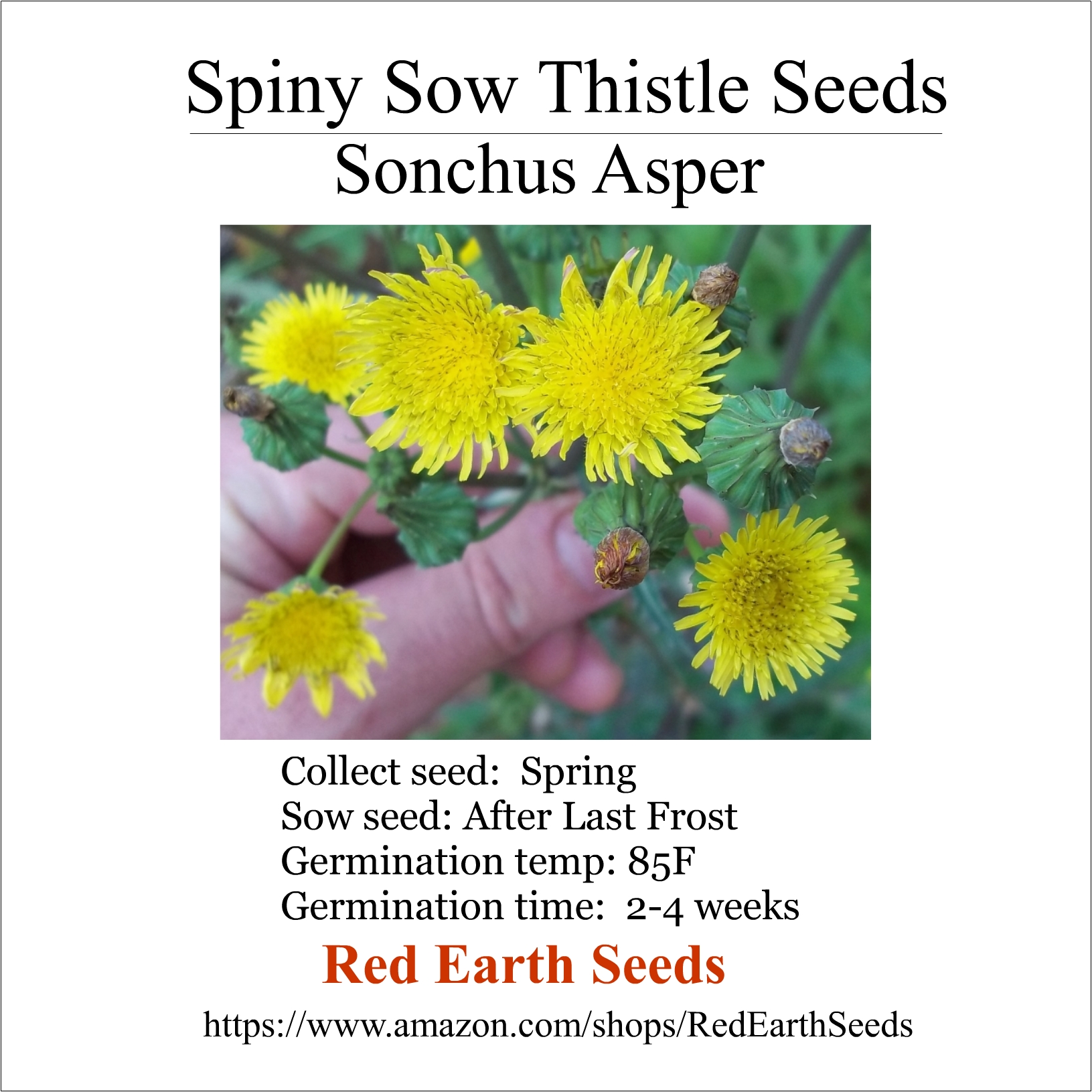 Spiny Sow Thistle - 50 seeds - Sonchus asper