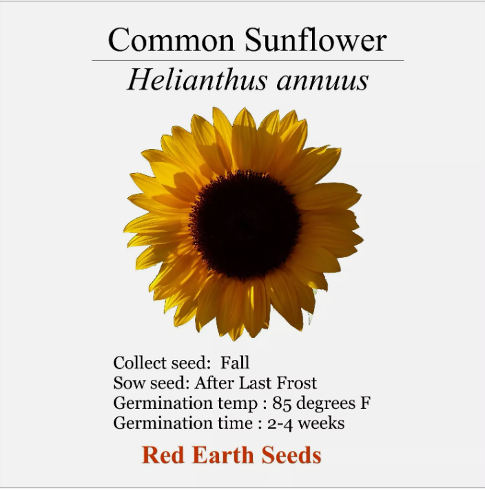 Common Sunflower -20 seeds- Helianthus annuus