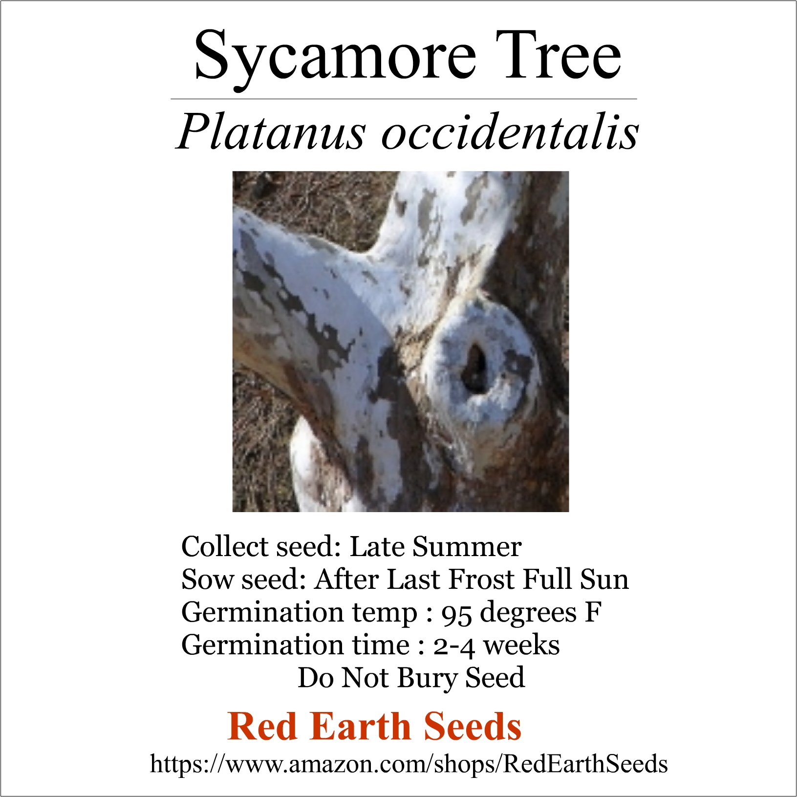 Sycamore Tree - 50 Seeds - Platanus occidentalis