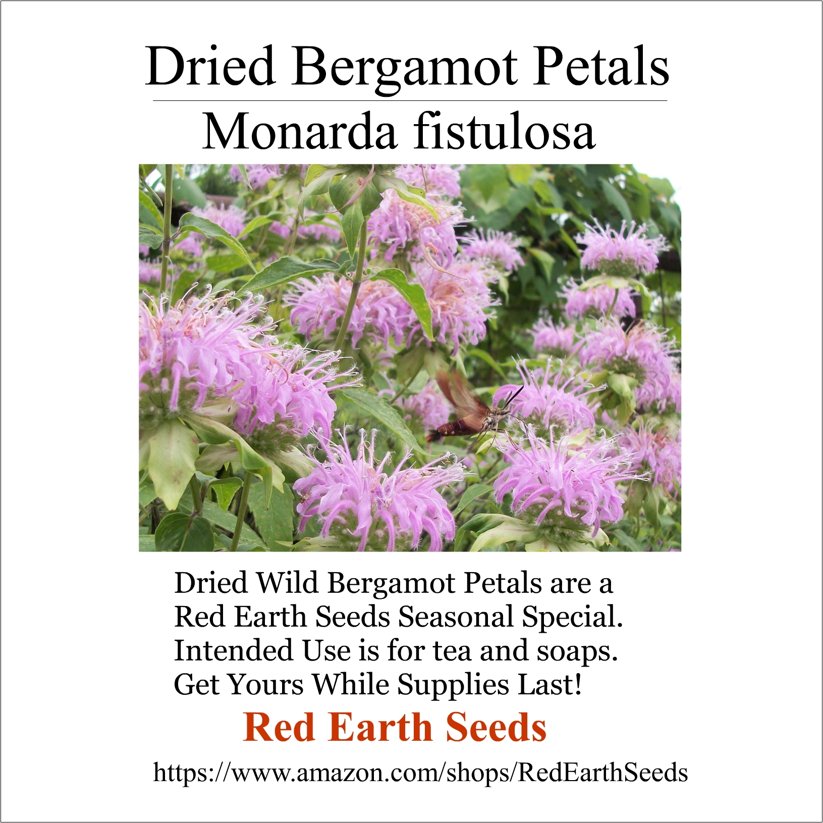 .1 Ounce Dried Flower Petals Wild Bergamot - Monarda fistulosa