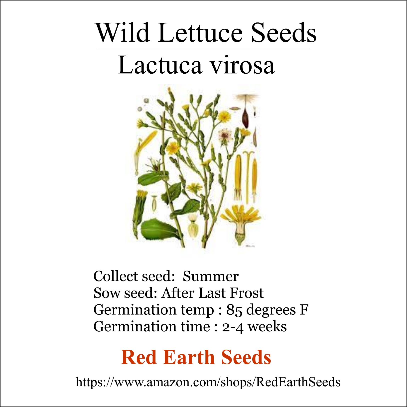 Wild Lettuce - 20 seeds - Lactuca virosa