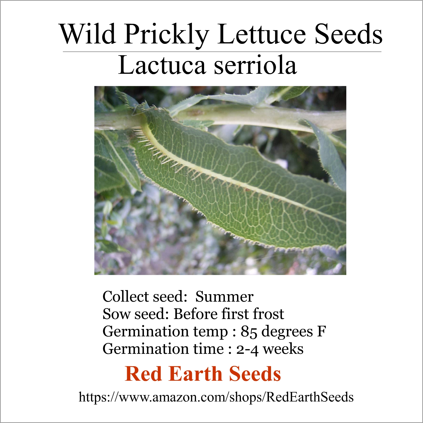 Wild Prickly Lettuce 20 seeds - Lactuca serriola